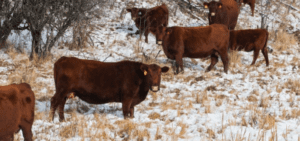 group of brown cows standing in snow